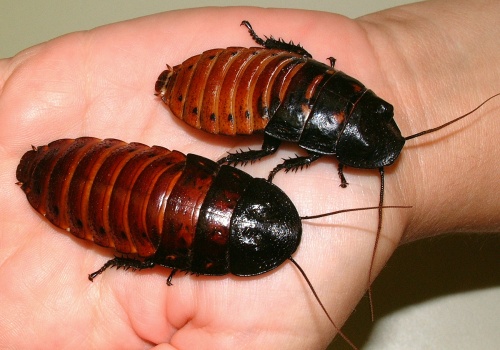 Florida Cockroach